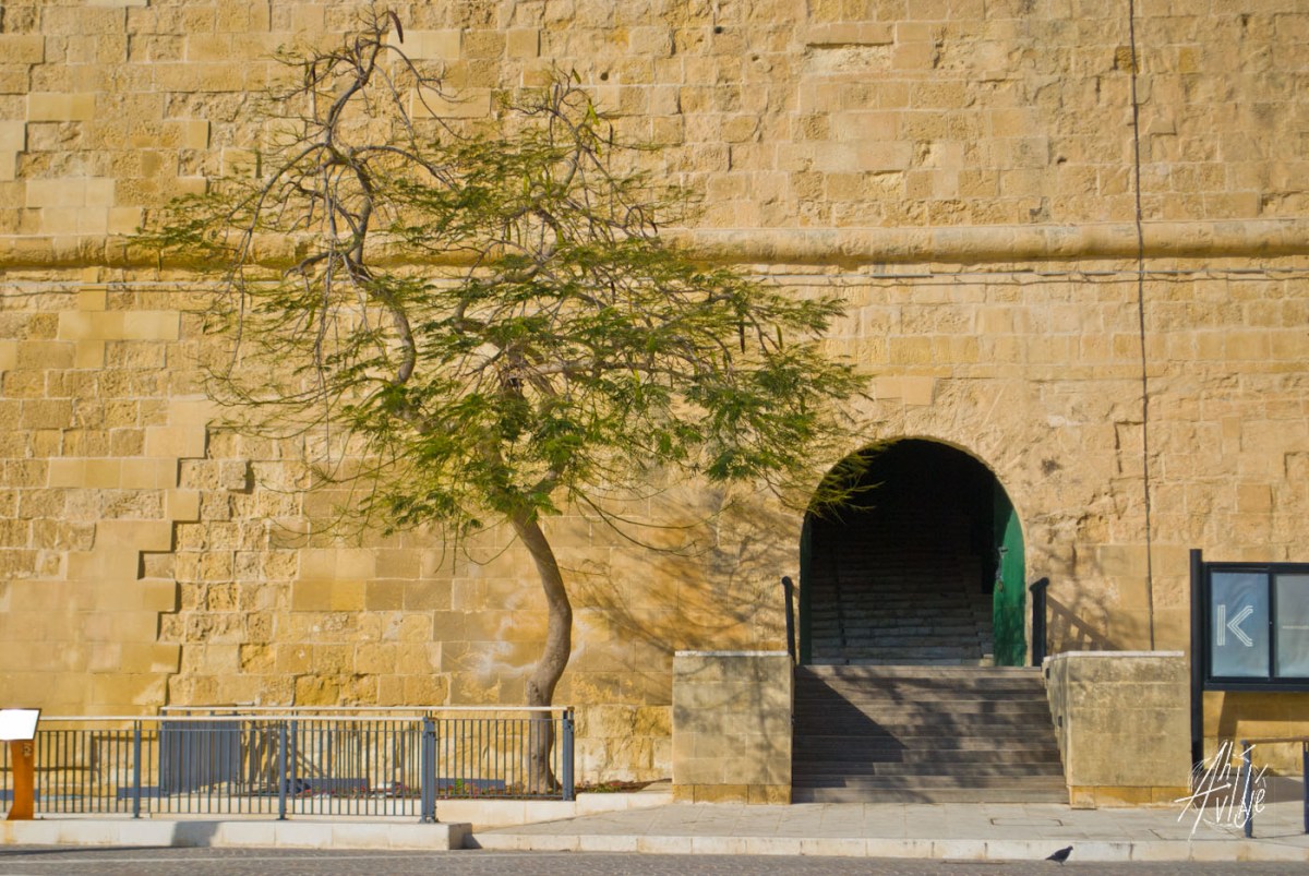 Arbolito en invierno