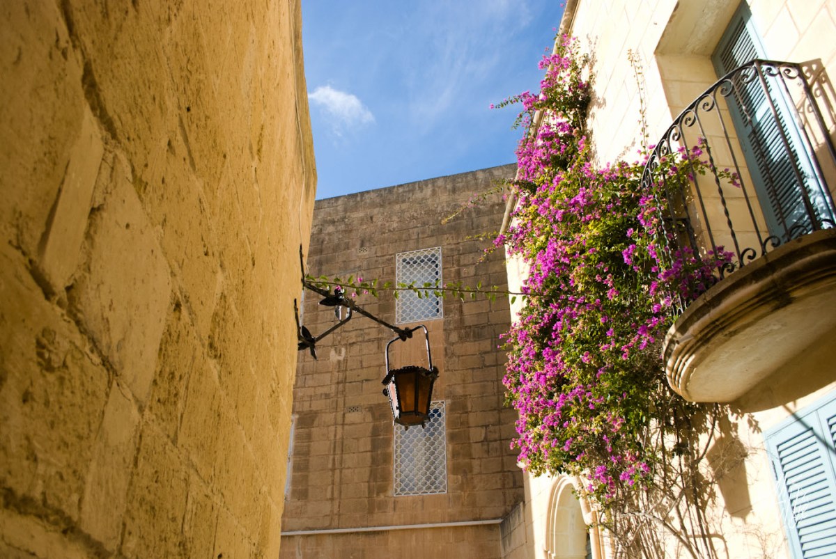Flores en Mdina